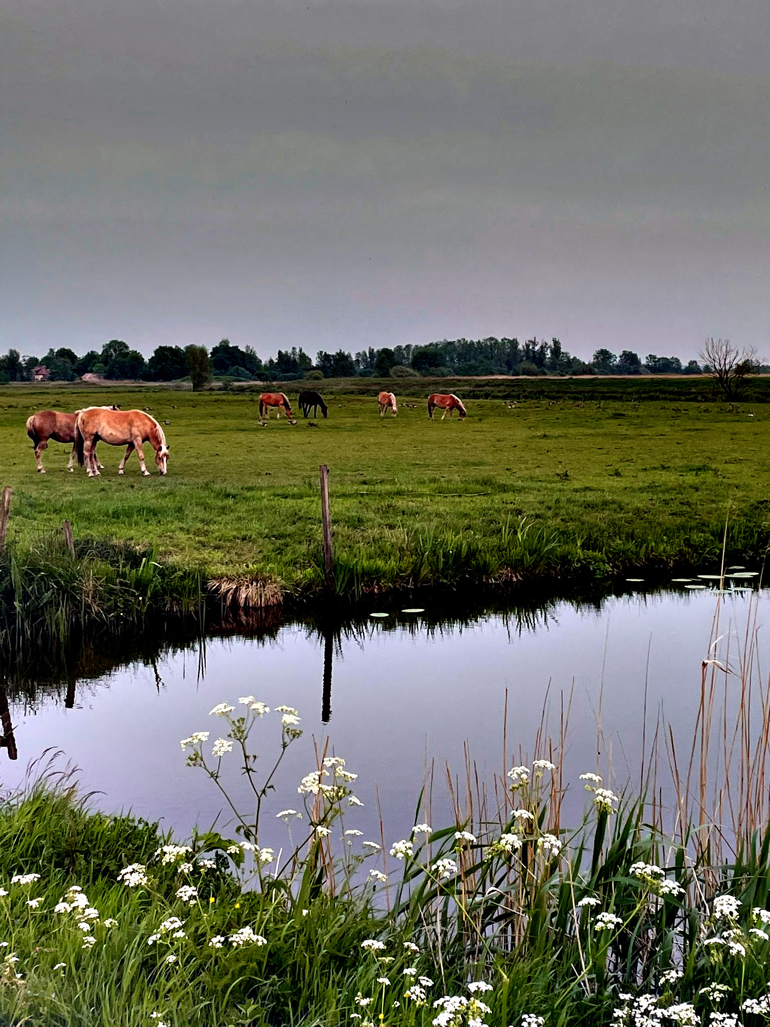 Tiny House 'De Kievit'